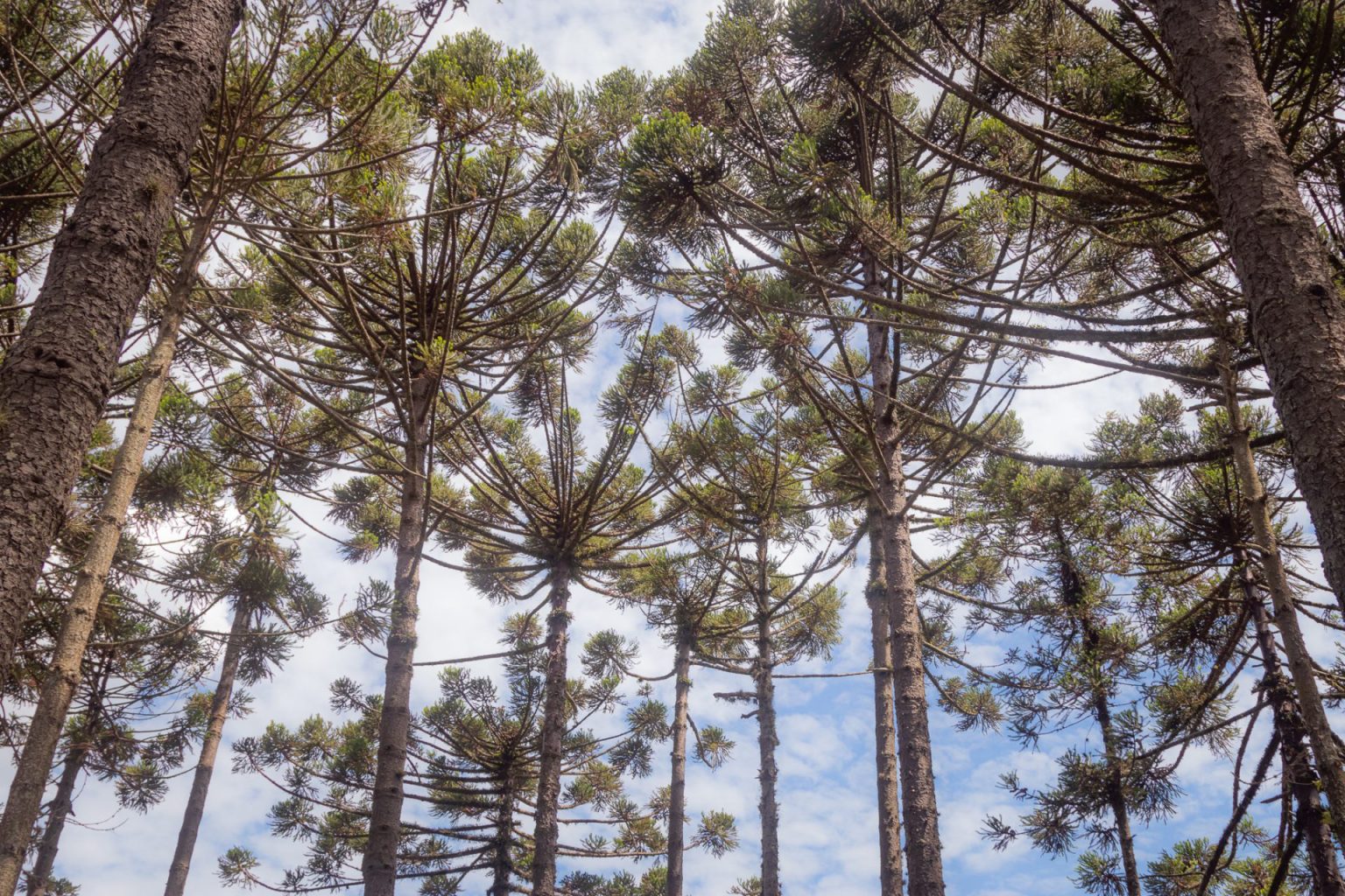 Saiba Mais Sobre O Registro Rupestre In Dito De Arauc Rias No Paran