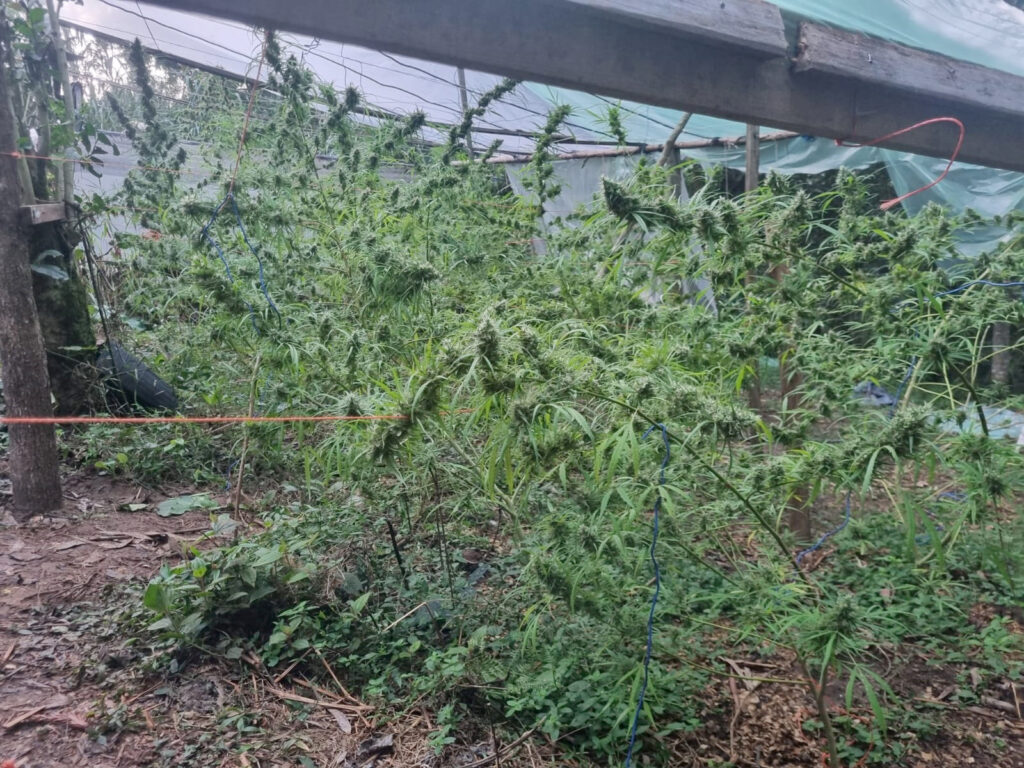 Estufa De Maconha E Laborat Rio Caseiro S O Encontrados Em S O Jo O Do