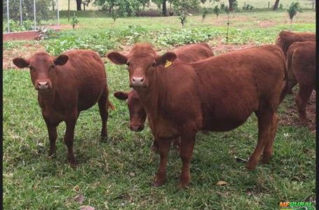 Bezerros, vacas e novilhas são furtadas de propriedade rural em Rio Azul