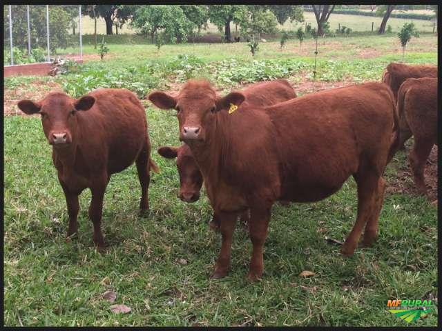 Bezerros, vacas e novilhas são furtadas de propriedade rural em Rio Azul