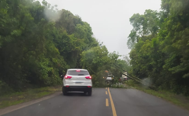 Árvore cai e bloqueia PR-151 em Ponta Grossa