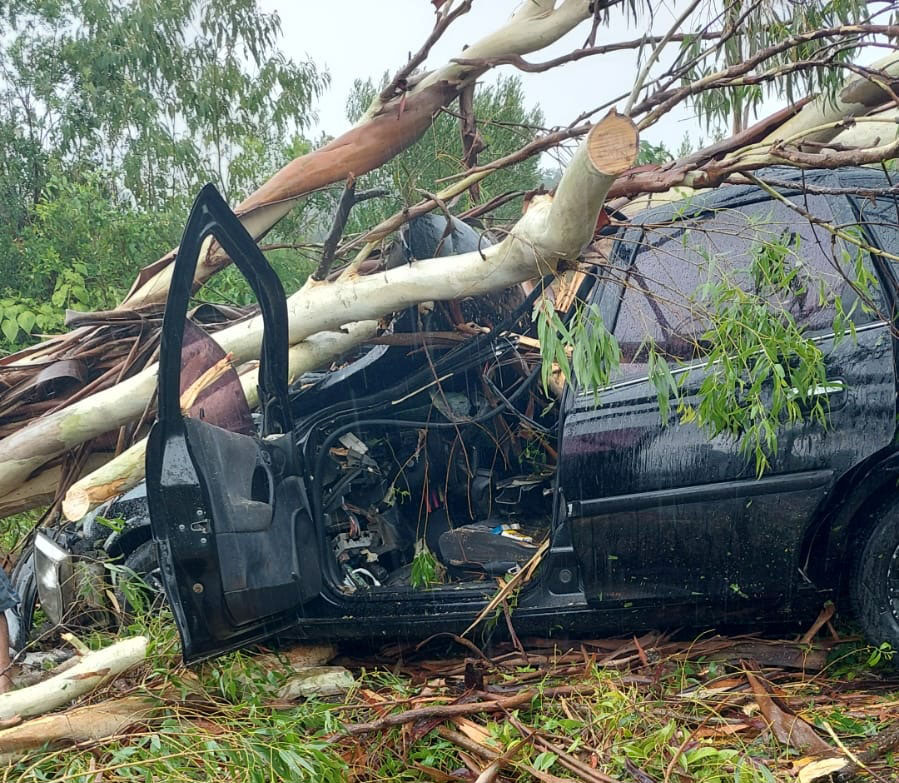 Vento forte derruba árvores na BR-153, entre Rio Azul e Mallet, na tarde de domingo (12)