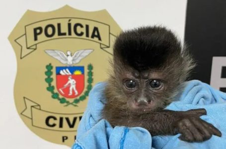 Filhote de macaco-prego é recuperado e homem é detido por tráfico de animais no Paraná