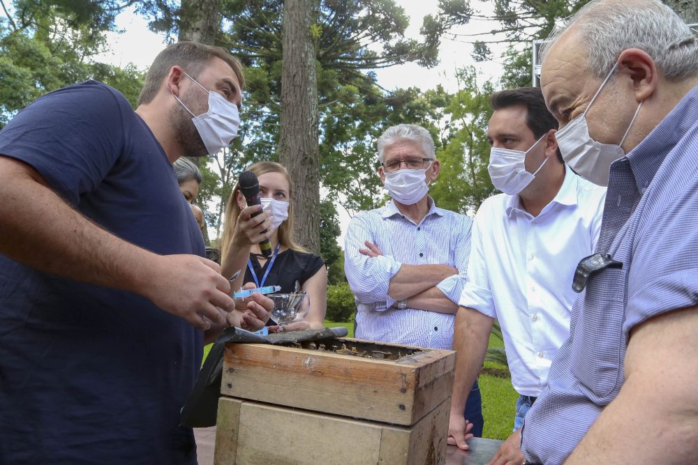 Governo lança projeto para introduzir colmeias de abelhas nativas sem ferrão em parques