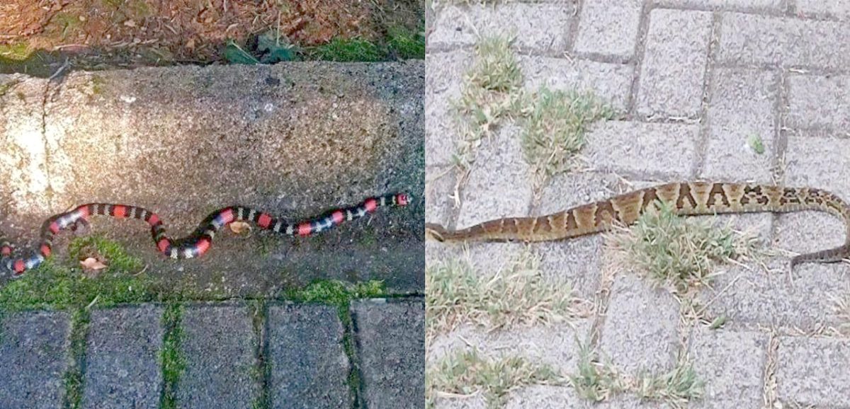 Cobras são encontradas na Gruta do Monge e IAT alerta para cuidados e atenção durante trilhas