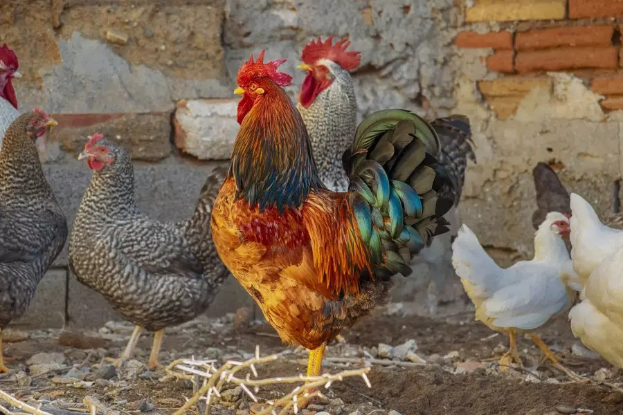 Quase 30 galinhas são ‘presas’ por perturbação de sossego em Santa Catarina