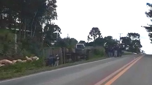 Caminhão carregado de suínos vivos tomba na BR-153, em Mallet