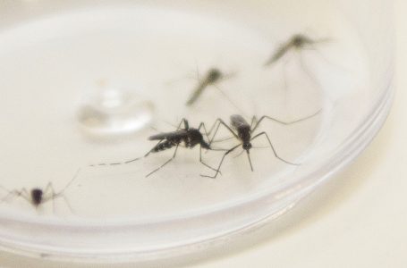 Paraná registra mais 9 óbitos por dengue e Saúde alerta para cuidados e combate à doença