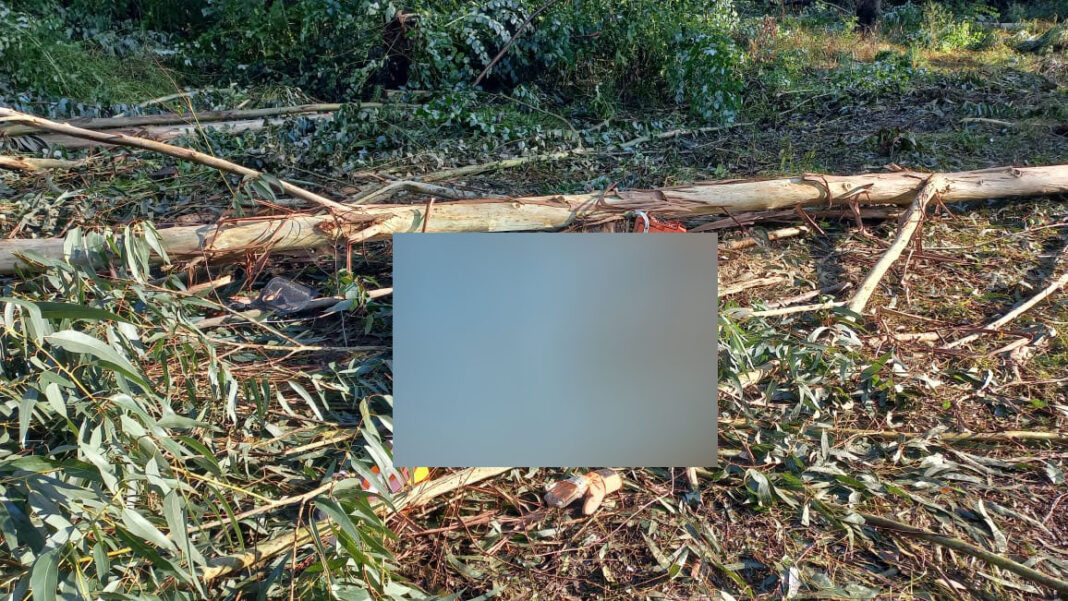 Homem morre após queda de árvore na Encruzilhada, em Canoinhas