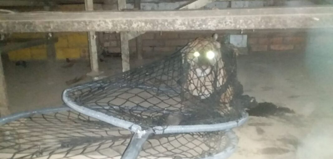 Vídeo: Após entrar em barracão, leão-baio é capturado em Canoinhas