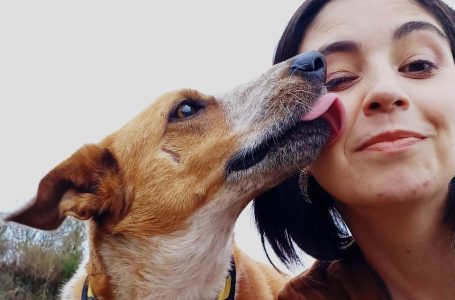 Protetora busca ajuda para pagar dívida de tratamento em cão paraplégico