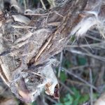 Cachorro é encontrado morto, espetado entre bambus em Canoinhas