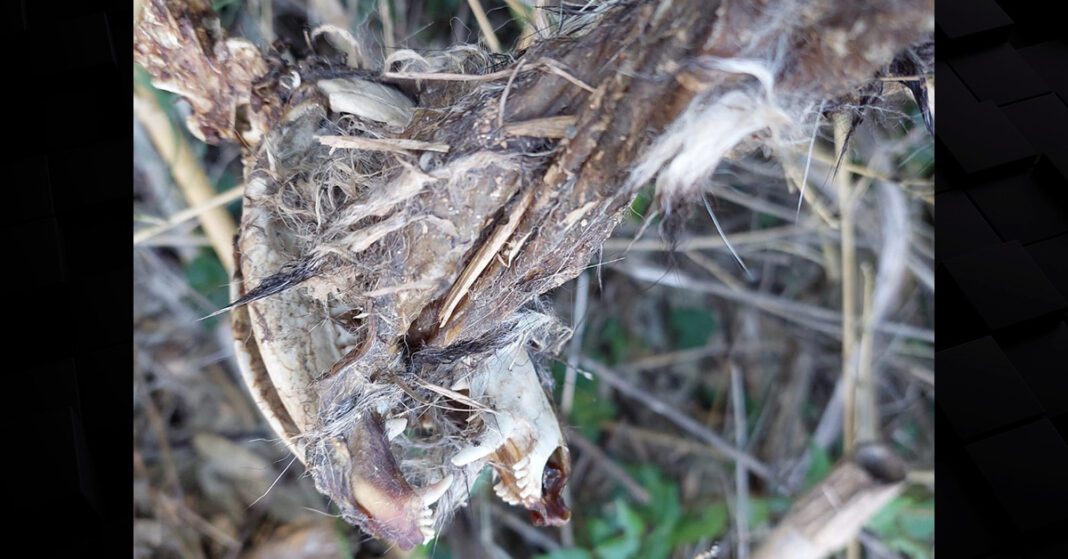 Cachorro é encontrado morto, espetado entre bambus em Canoinhas