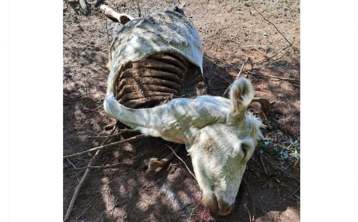 Crueldade: vaca é esquartejada ainda viva para furto de carne em Mafra